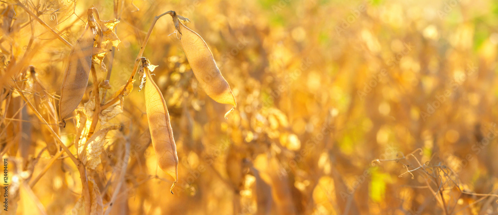 Rural landscape, banner - pea field in the rays of the summer sun, closeup with space for text
