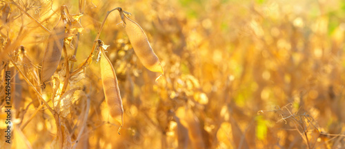 Obraz na płótnie Rural landscape, banner - pea field in the rays of the summer sun, closeup with space for text w salonie