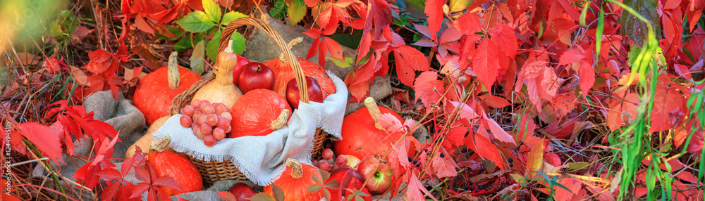 Autumn composition with pumpkins and grapes on a background of red leaves, banner. Concept of Thanksgiving day or Halloween with space for text