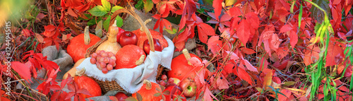 Obraz na płótnie Autumn composition with pumpkins and grapes on a background of red leaves, banner. Concept of Thanksgiving day or Halloween with space for text w salonie