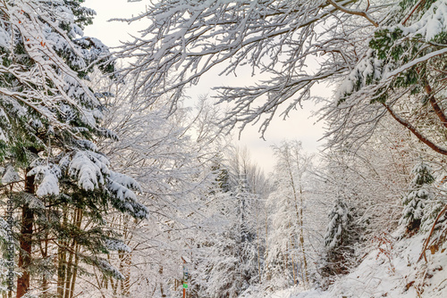 Winter landscape - view of the snowy winter forest in the Carpathian mountains after snowfall