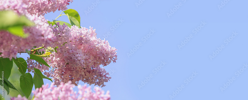 Branch of blossoming Syringa vulgaris, the lilac or common lilac. Springtime landscape with bunch of violet flowers. Horizontal banner with copy space for text