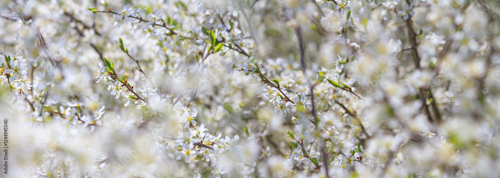 Spring background, horizontal banner - flowers of plum tree, interlacing of branches, selective focus, close up