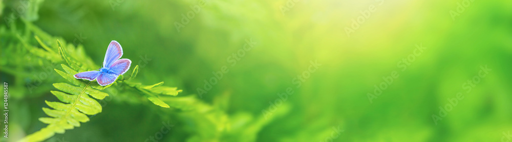 Male of common blue butterfly on green foliage of fern in summer forest. Horizontal banner with copy space for text
