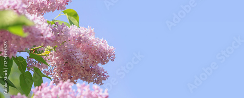 Obraz na płótnie Branch of blossoming Syringa vulgaris, the lilac or common lilac. Springtime landscape with bunch of violet flowers. Horizontal banner with copy space for text w salonie
