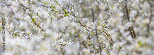 Obraz na płótnie Spring background, horizontal banner - flowers of plum tree, interlacing of branches, selective focus, close up w salonie