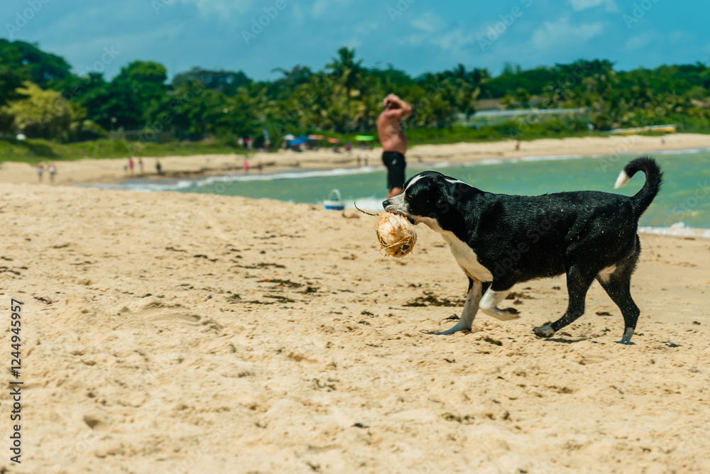 Energy, freedom and pure joy in a paradisiacal scene of a dog playing on the beach in front of the sea. Vibrant image that captures the essence of outdoor life and connection in the scene Energy, freedom and pure joy in a paradisiacal scene of a dog playing on the beach in front of the sea. Vibrant image that captures the essence of outdoor life and connection in the scene