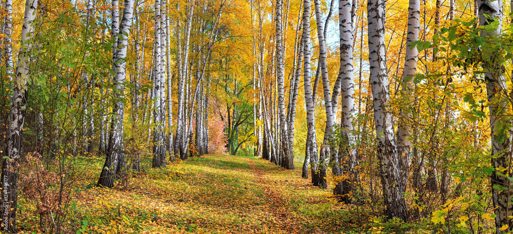Birch grove on sunny autumn day, beautiful landscape through foliage and tree trunks, panorama, horizontal banner