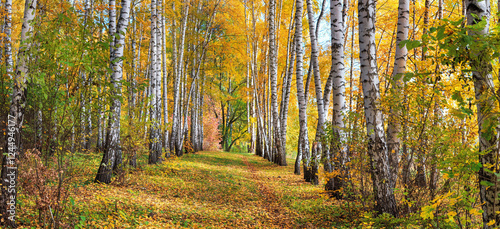 Obraz na płótnie Birch grove on sunny autumn day, beautiful landscape through foliage and tree trunks, panorama, horizontal banner w salonie