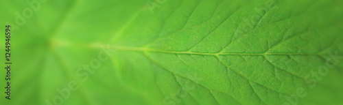 Natural green background. Plant leaf in the morning spring forest, selective focus. Horizontal banner with copy space for text
