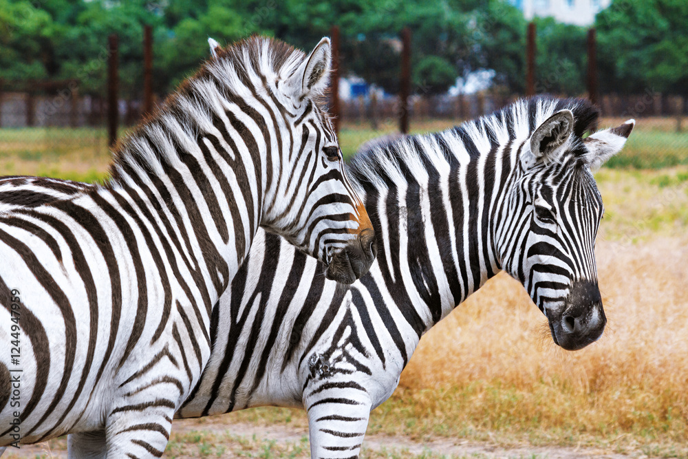 Summer landscape - view of two zebras grazing in dry steppe, Ukrainian nature reserve Askania-Nova, Kherson Oblast, Ukraine