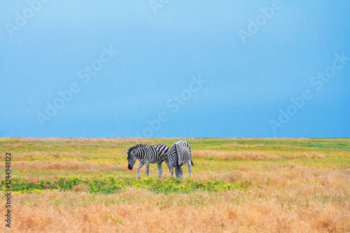 Obraz na płótnie Summer landscape - view of two zebras grazing in high grass under the hot summer sun. Wildlife scene from nature w salonie