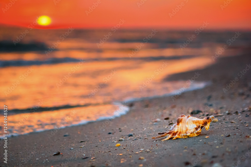 View of a beach with seashell on the sand at sunset, selective focus. Concept of sandy beach holiday, background with copy space for text