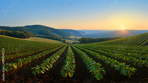 Sunrise illuminates rows of...
