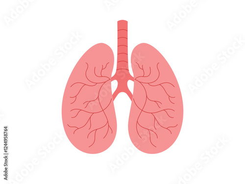 Healthy lungs not damaged by smoking, Human internal organ, anatomy, body part