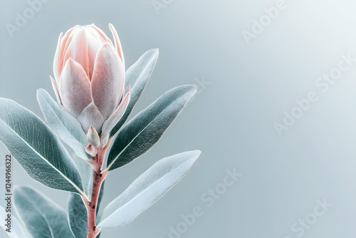 Pink Protea Flower Blooms B...