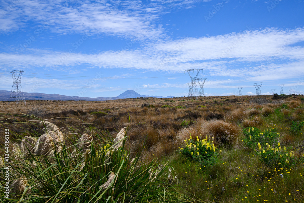 Power pylons and power lines with wild yellow lupin flowers along Desert Road, Mt Ngauruhoe in the distance. Tongariro National Park. New Zealand.