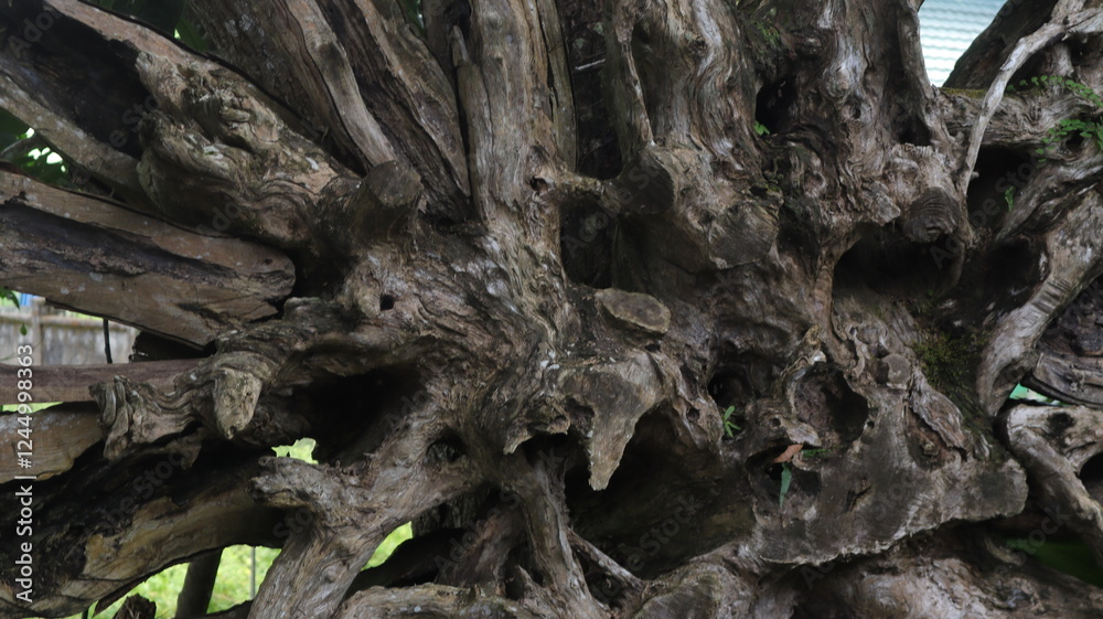 Close-up of a textured tree trunk, its bark illuminated by the warm light of day. Close-up of a textured tree trunk, its bark illuminated by the warm light of day.