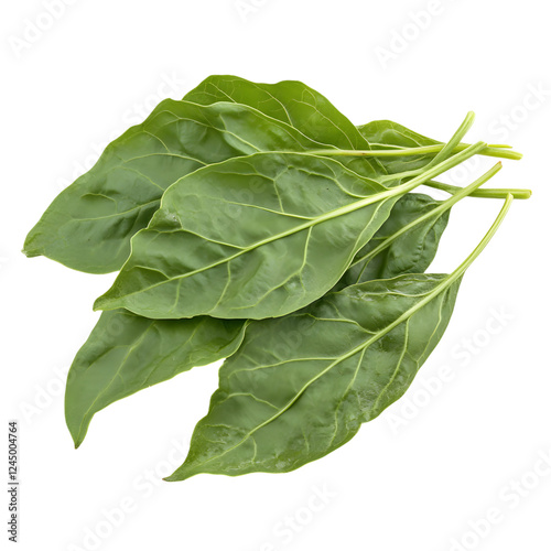 Sorrel Leaf Gongura Chutney Isolated on Transparent Background photo