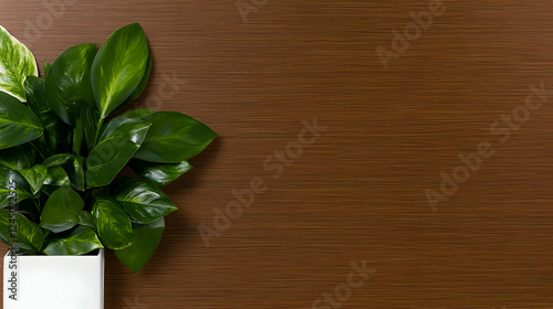Green Plant in White Pot Re...