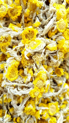 Close-Up of Dried Yellow Fl...