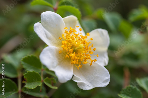 field rose, rosa arvensis
