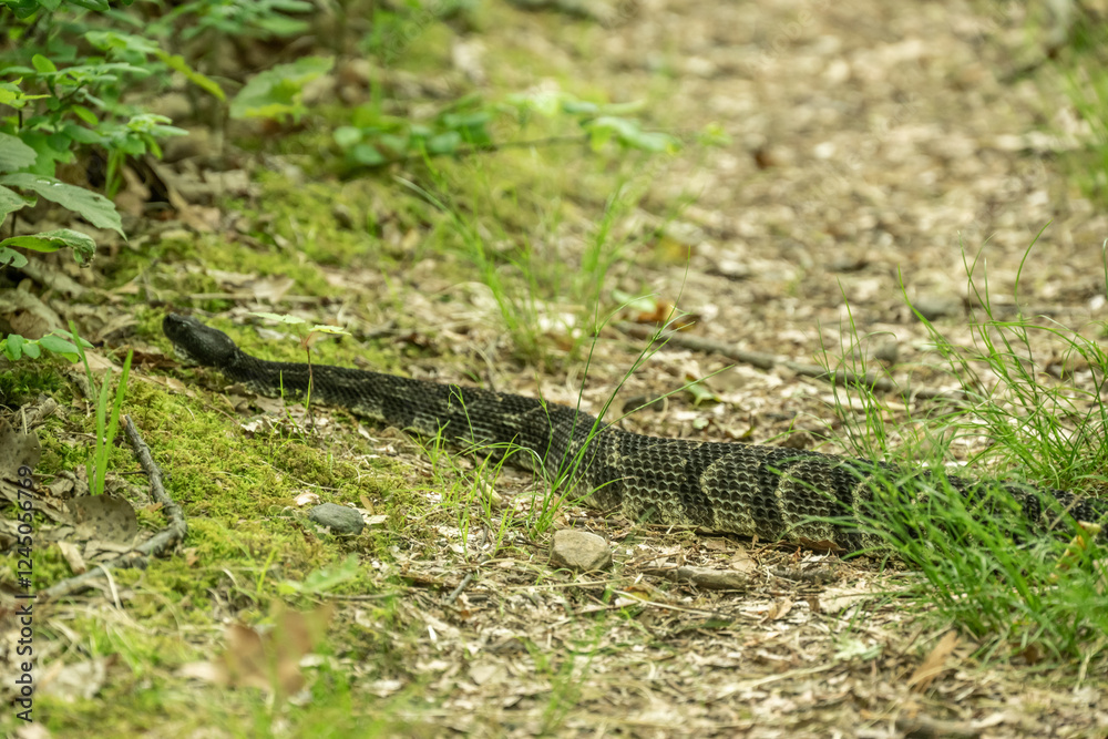 Large Rattlesnake Crosses Trail in Shenandoah Large Rattlesnake Crosses Trail in Shenandoah