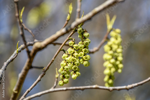 キブシ　Stachyurus praecox photo