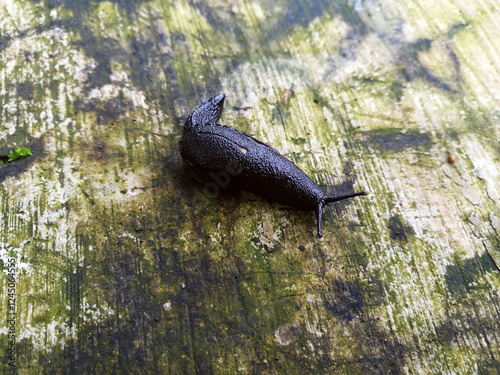 The black slug, Arion ater, also known as black arion, is a large terrestrial gastropod mollusk in the family Arionidae, the round back slugs. photo