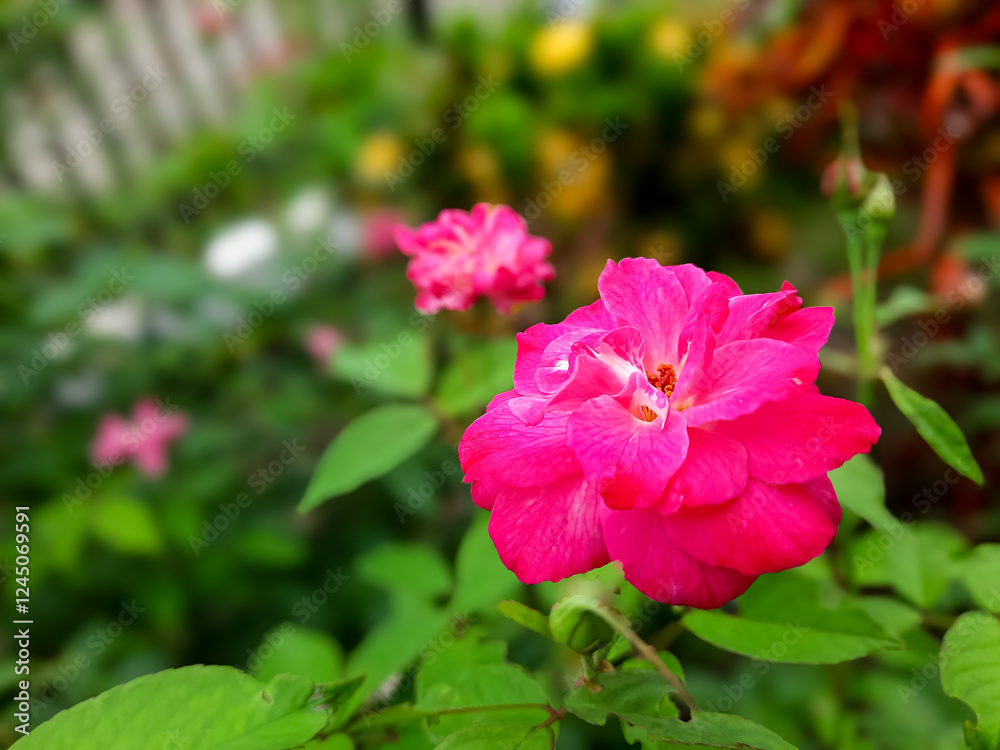 Fototapeta premium Closeup of a Vibrant Pink Rose in a Garden