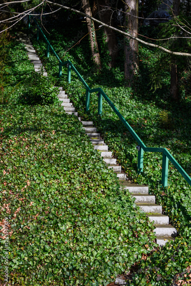 Sunny winter hillside covered in English Ivy, invasive plant, with a long set of cement steps with green metal railing on one side, nice day in fresh air and nature
