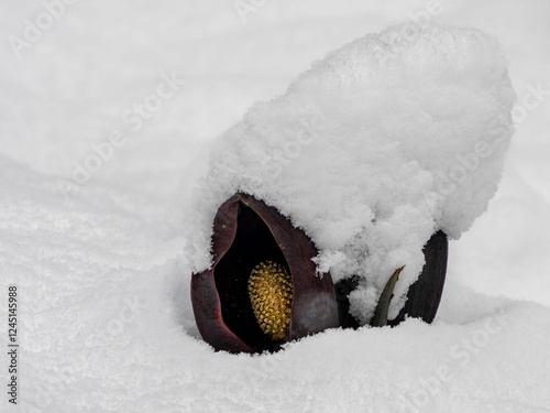 しっかり積もった雪景色の中に座禅草がある風景。滋賀県高島市今津の群生地。 photo