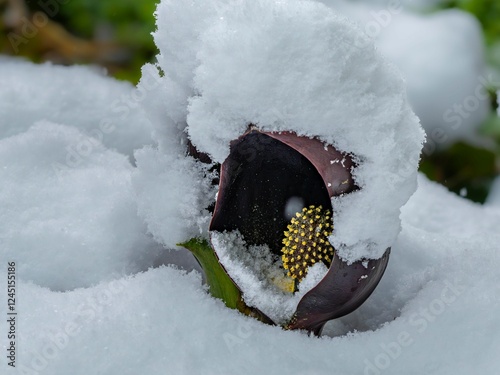 しっかり積もった雪景色の中に座禅草がある風景。滋賀県高島市今津の群生地。