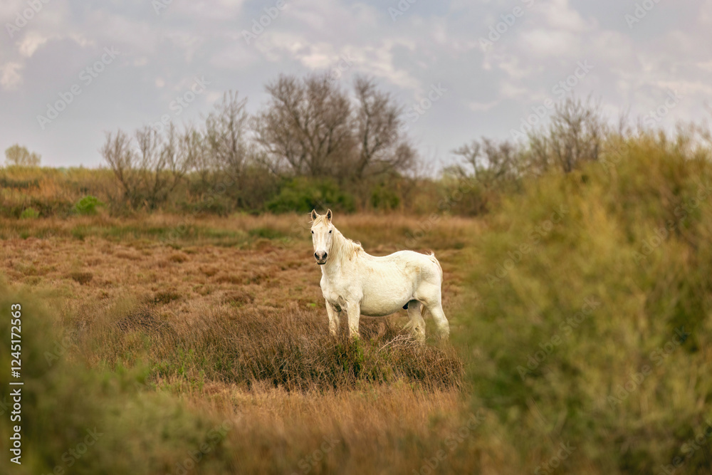 Camargue horses at the countryside of the Camargue, france, in early spring Camargue horses at the countryside of the Camargue, france, in early spring