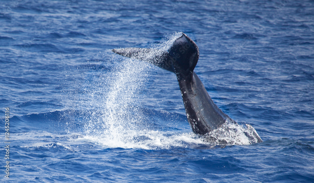 Fototapeta premium Humpback whale tail throwing a trail of water high into the air in Hawaii