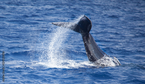 Humpback whale tail throwing a trail of water high into the air in Hawaii