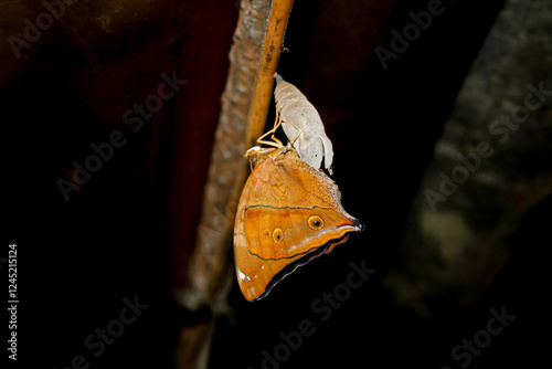 Photo of a butterfly cocoon hangs on the iron