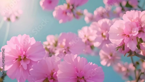 pink cherry blossom in spring