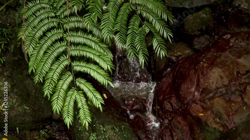 奄美大島,の自然