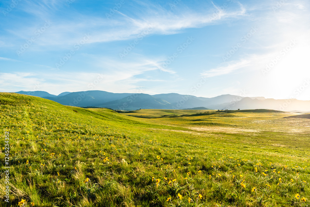 Yellow Wildflowers In Beautiful Pasture Yellow Wildflowers In Beautiful Pasture