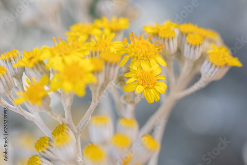 dusty miller, sea ragwort