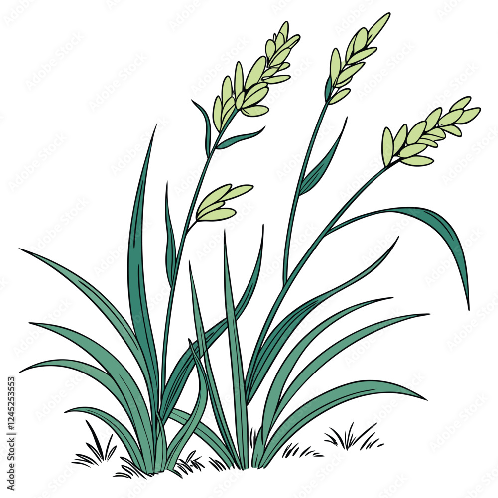 Obraz premium green grass isolated on white