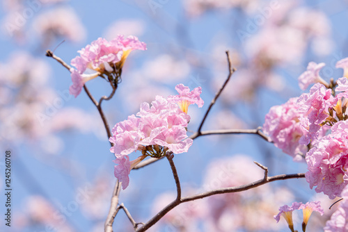 Tabebuia rosea also called pink poui, and rosy trumpet tree. Pink Flower blooming. Romantic Scene