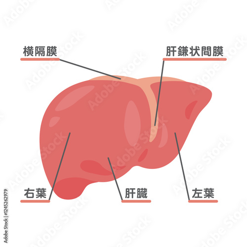 肝臓の構造イラスト