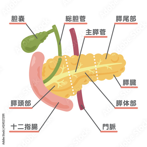 膵臓、胆嚢、十二指腸の構造イラスト1