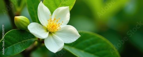delicate white petals unfurl on guava blossoms, guava blossom, flower, leaves