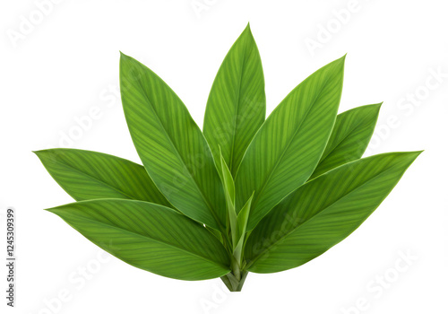Vibrant Green Turmeric Leaves with Clipping Path – Ayurvedic Herb for Health & Wellness - Curcuma Longa
