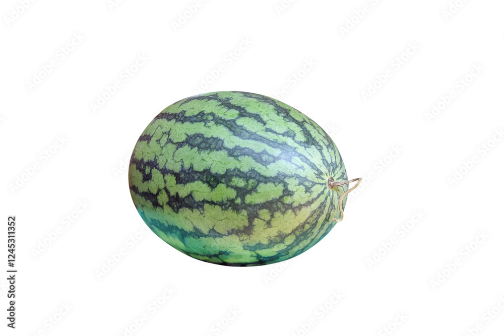 Single green watermelon tropical fruit with stem isolated on white background , clipping path Single green watermelon tropical fruit with stem isolated on white background , clipping path