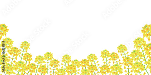 菜の花　春　黄色　背景　