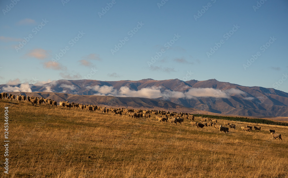 Obraz premium Agricultural pasture land in the high country of the south island of NZ